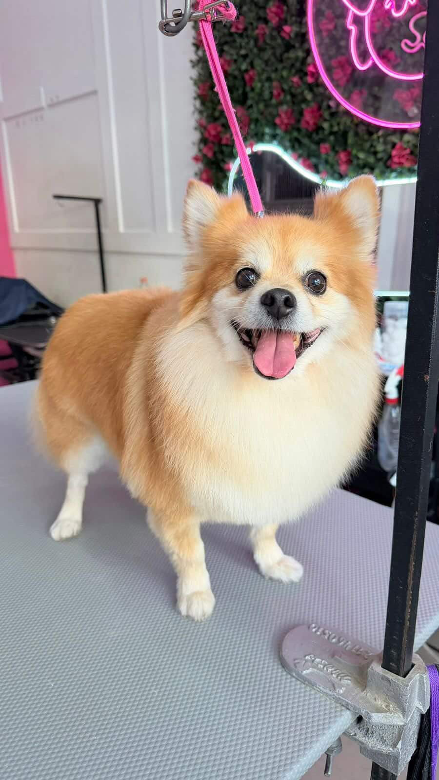 Pedido especial cafeteria GUAU