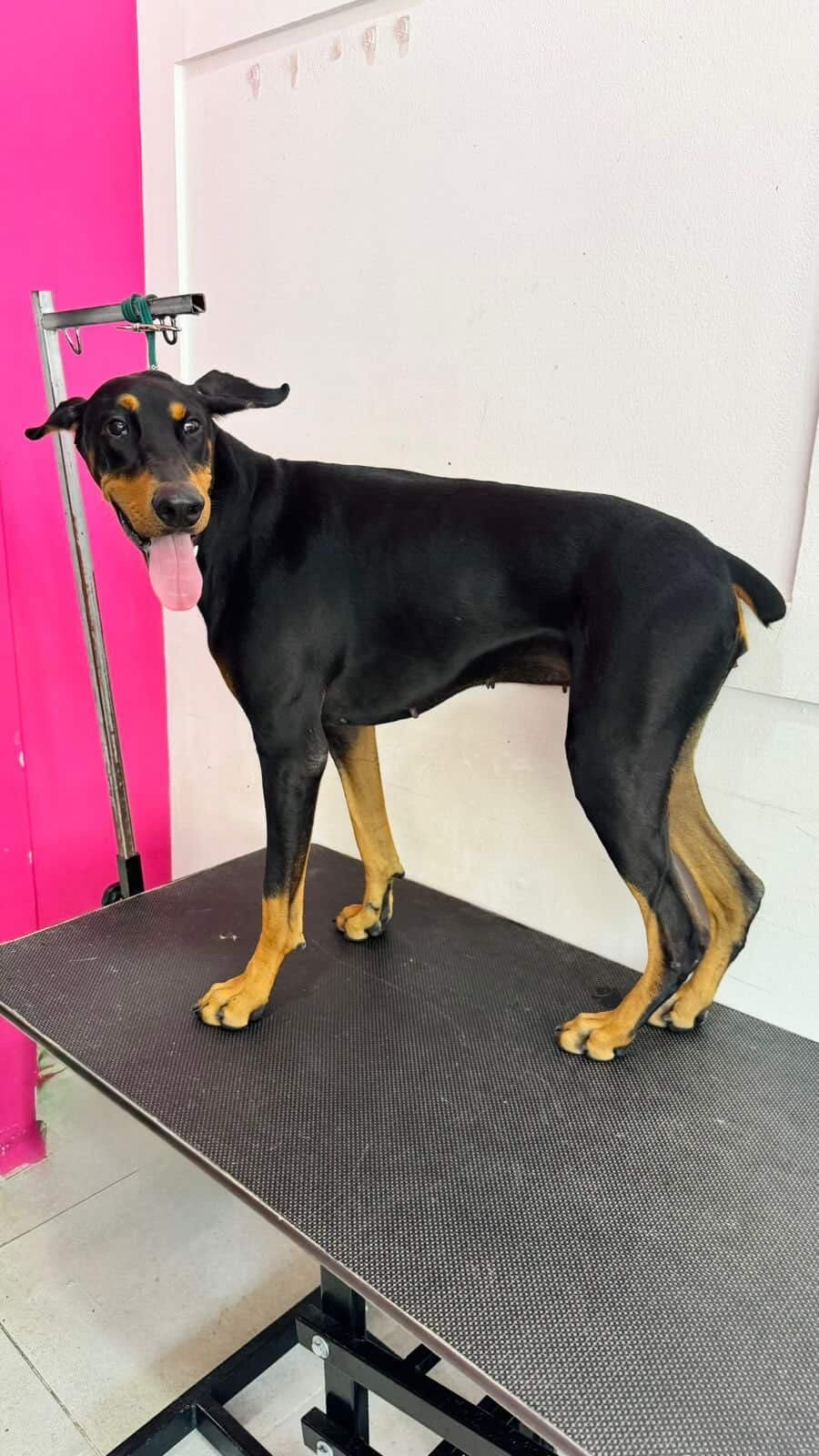 Pedido especial cafeteria GUAU