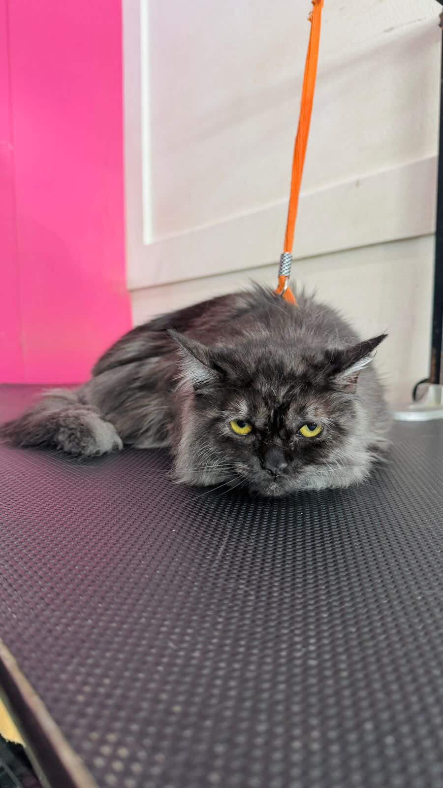 Pedido especial cafeteria GUAU