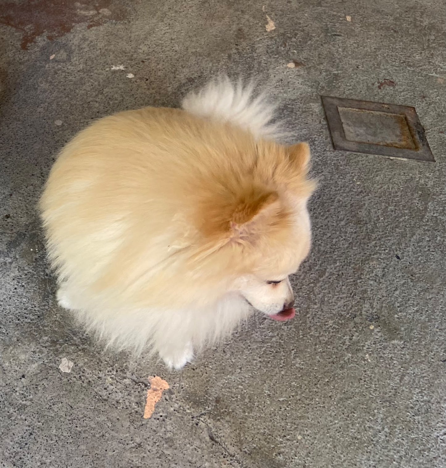 Pedido especial taza 6 perritos