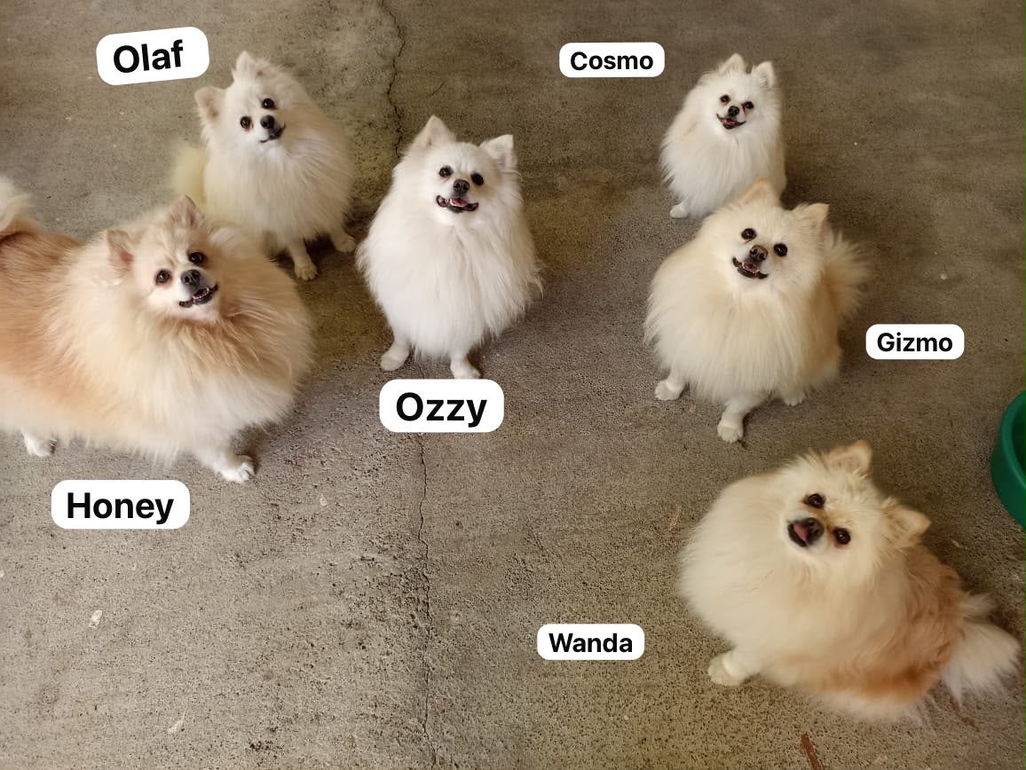 Pedido especial taza 6 perritos