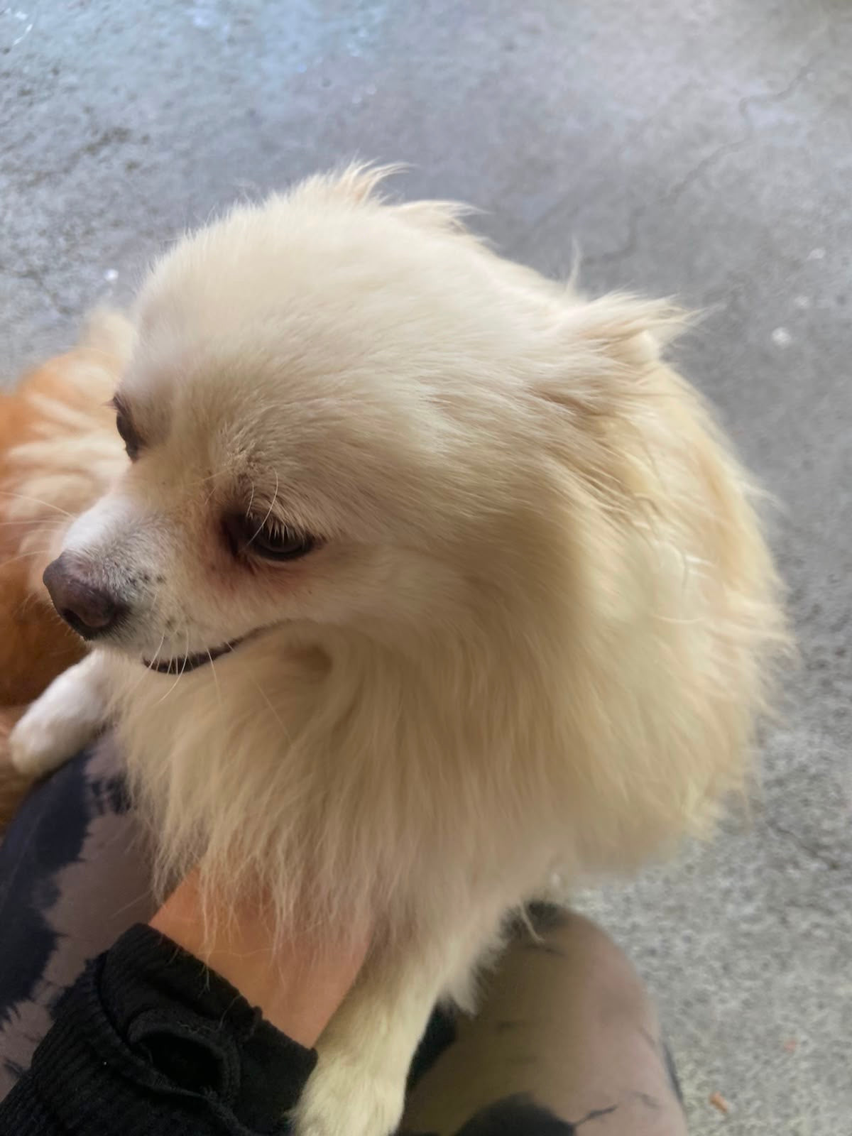 Pedido especial taza 6 perritos
