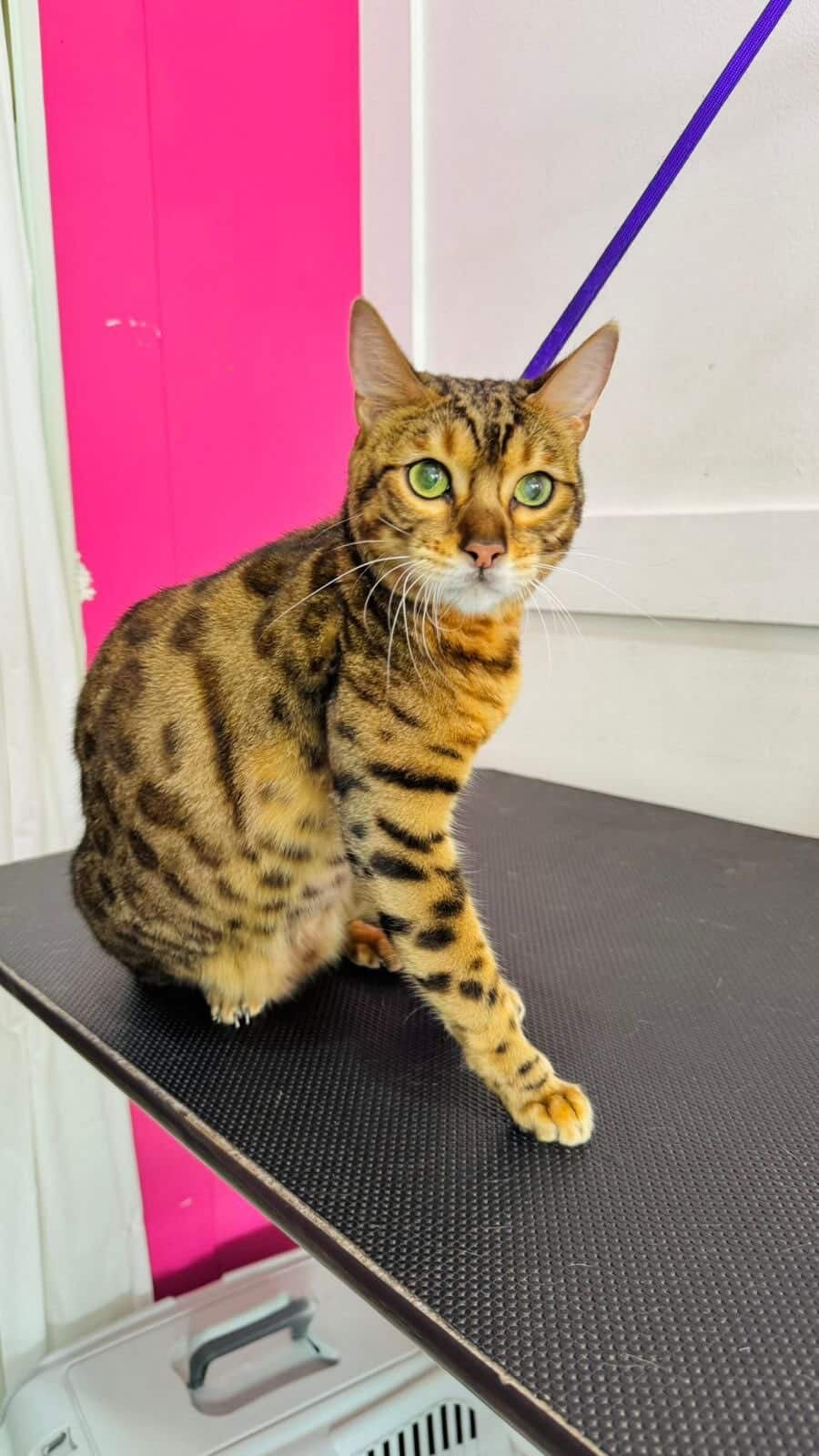 Pedido especial cafeteria GUAU