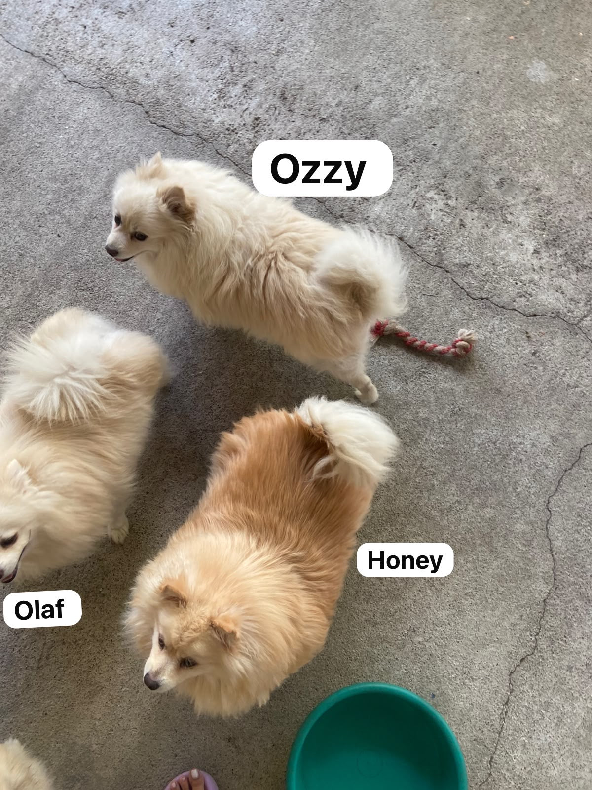 Pedido especial taza 6 perritos