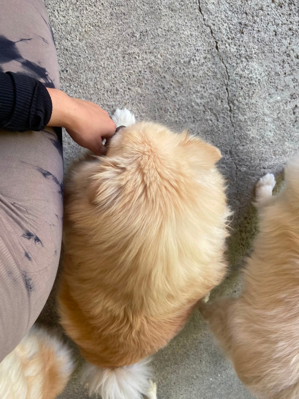 Pedido especial taza 6 perritos
