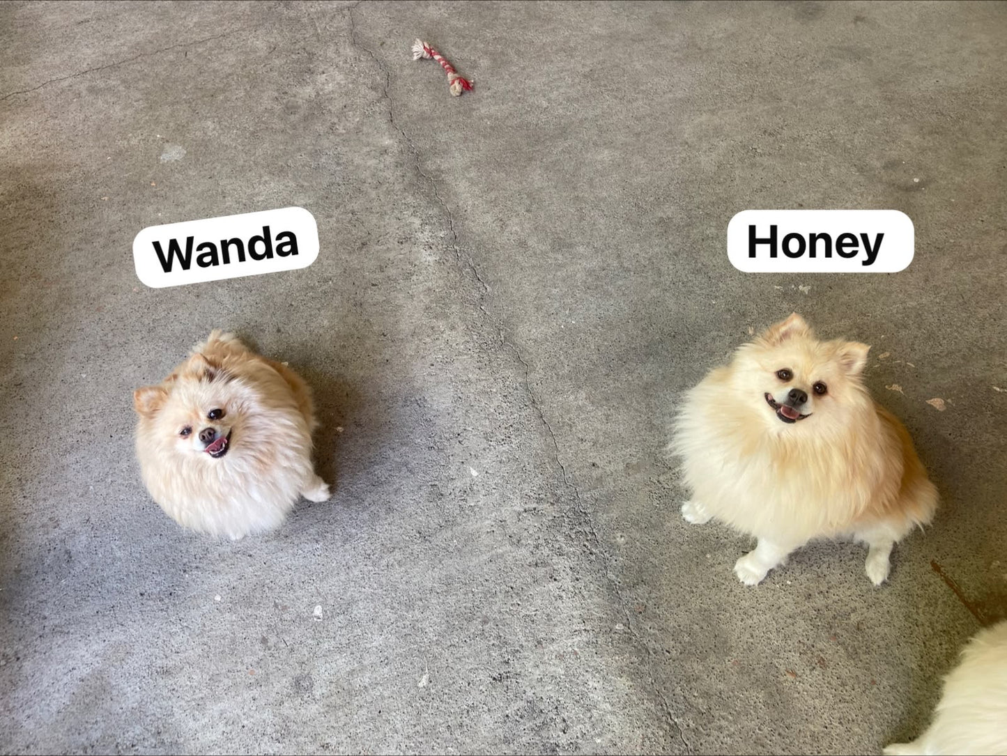 Pedido especial taza 6 perritos
