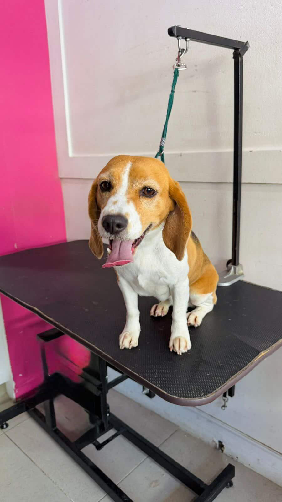 Pedido especial cafeteria GUAU