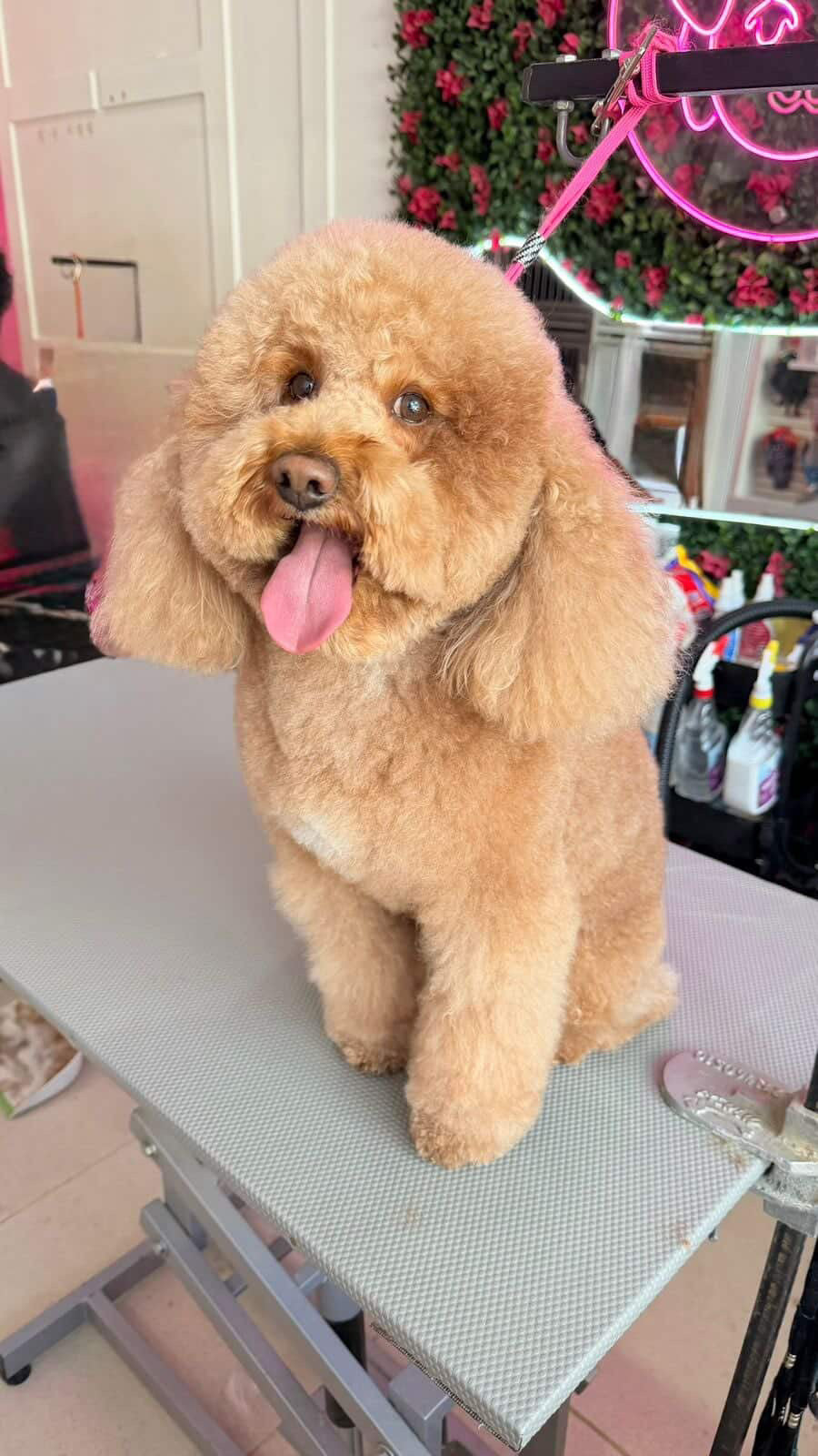 Pedido especial cafeteria GUAU