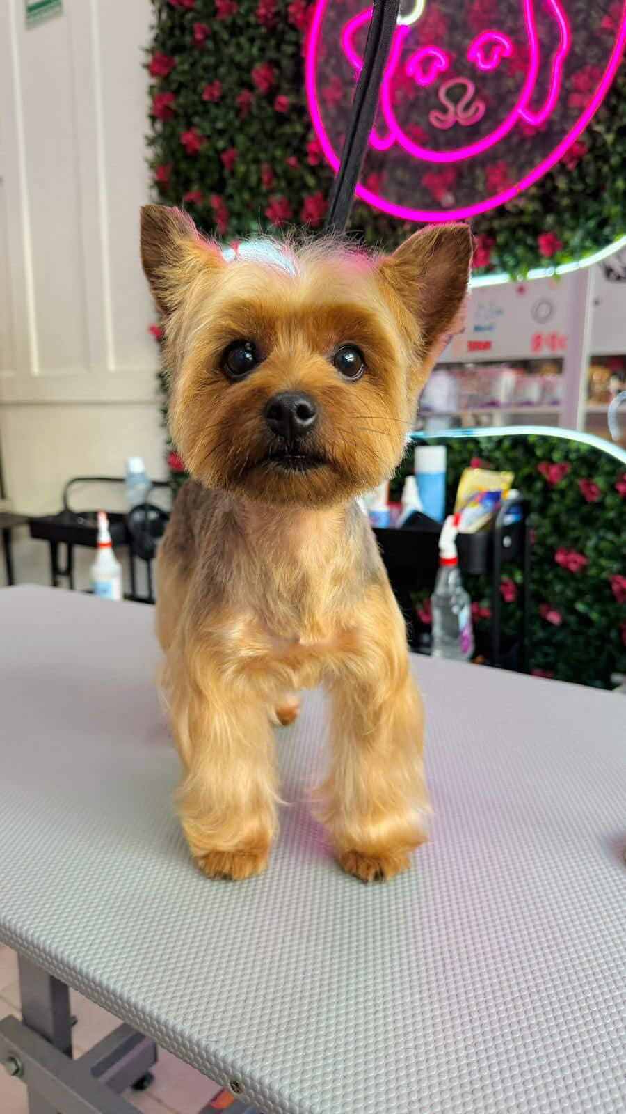 Pedido especial cafeteria GUAU