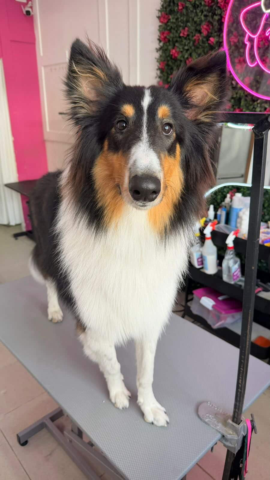 Pedido especial cafeteria GUAU