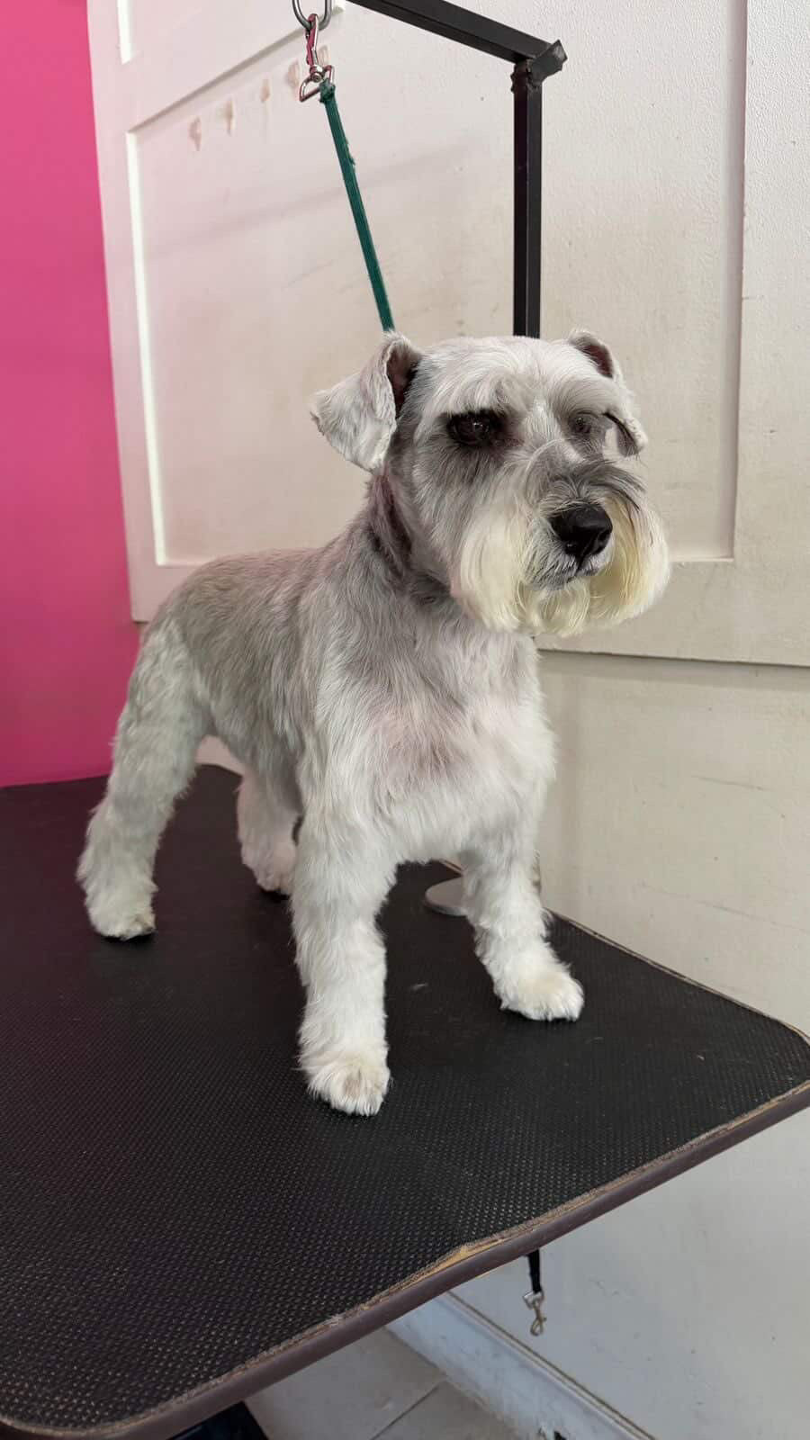 Pedido especial cafeteria GUAU