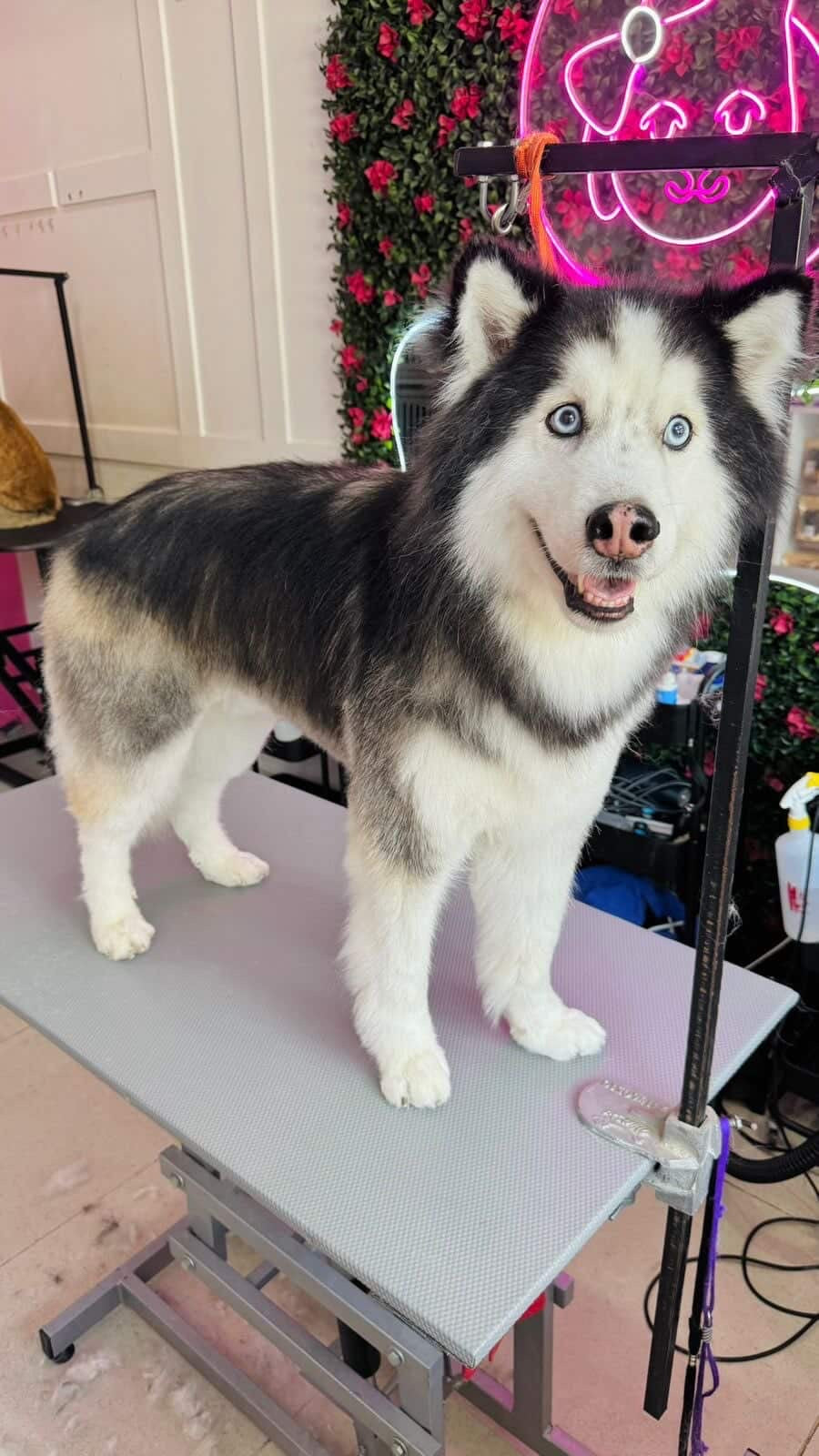 Pedido especial cafeteria GUAU