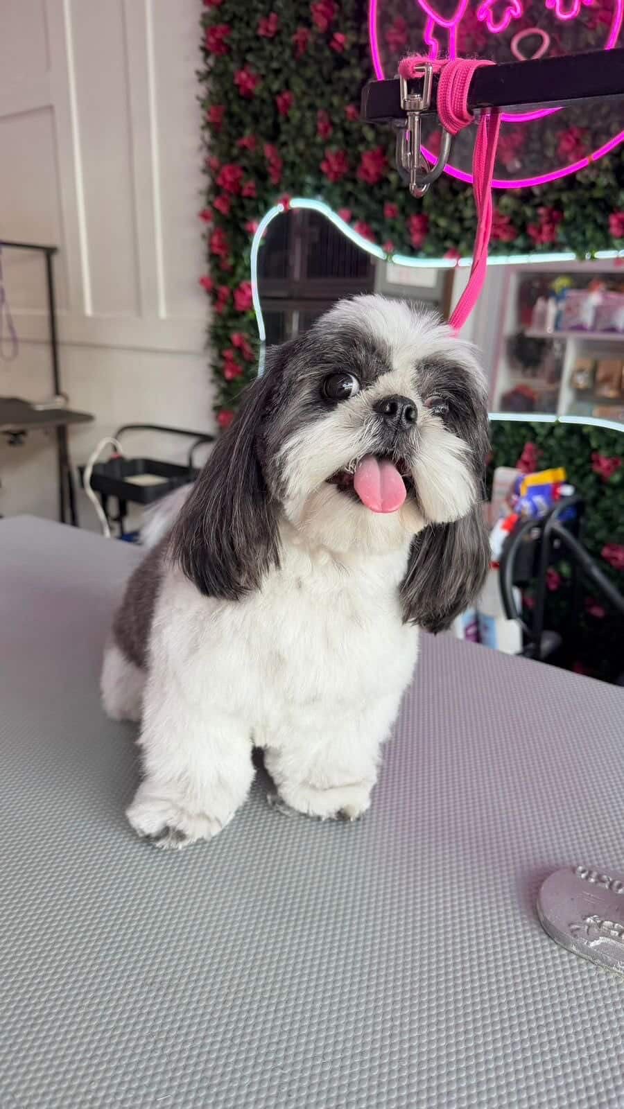 Pedido especial cafeteria GUAU