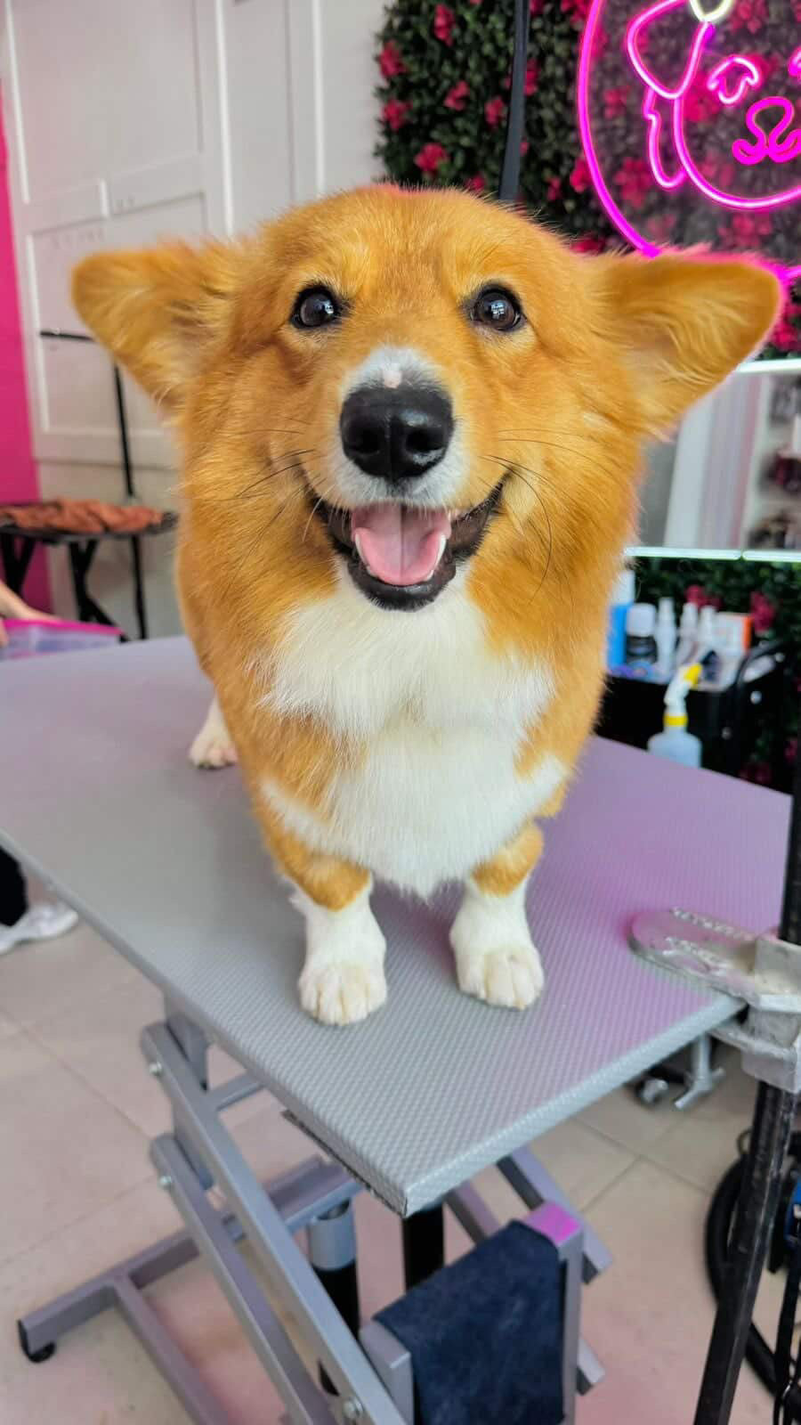 Pedido especial cafeteria GUAU