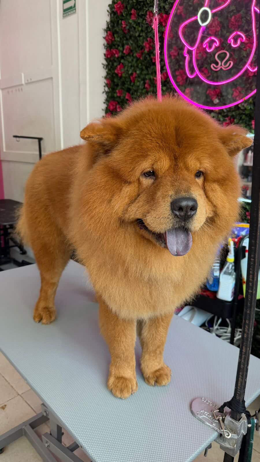 Pedido especial cafeteria GUAU