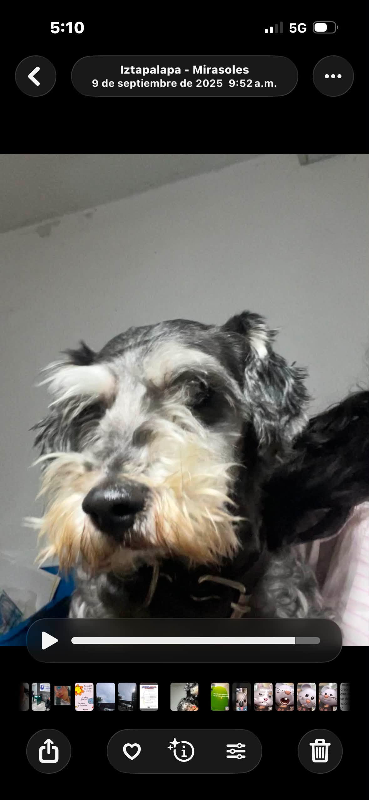 Urna perrito