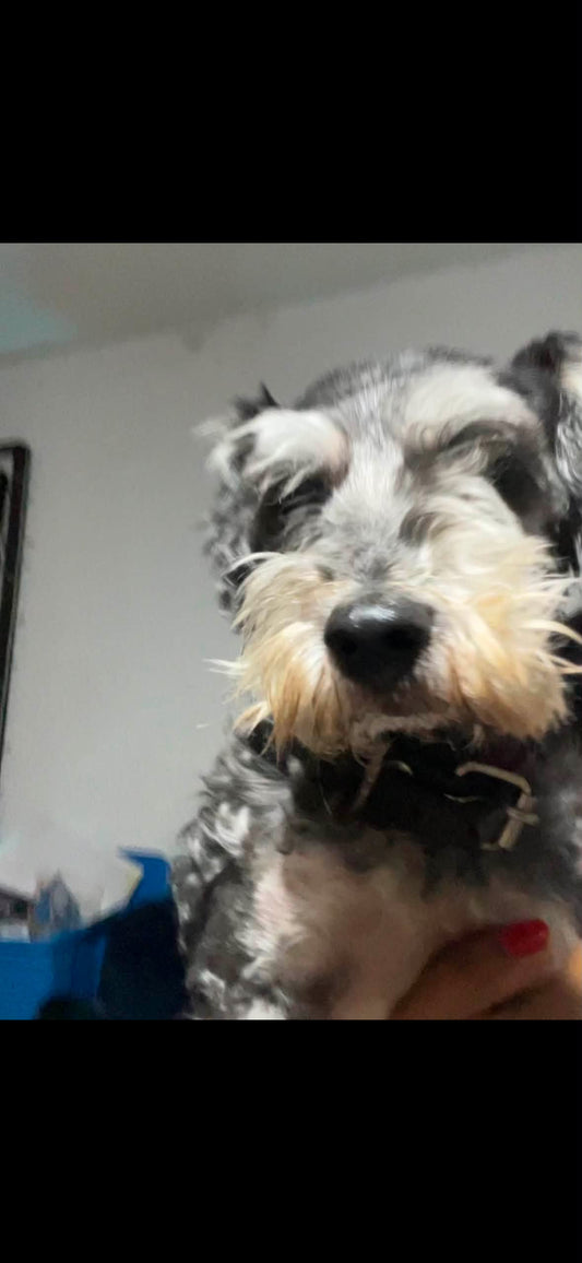 Urna perrito
