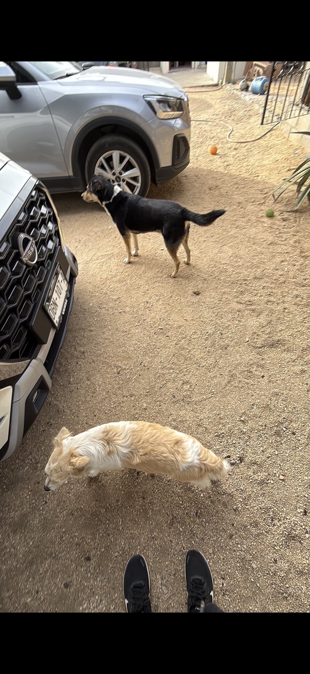 Godette 2 perros