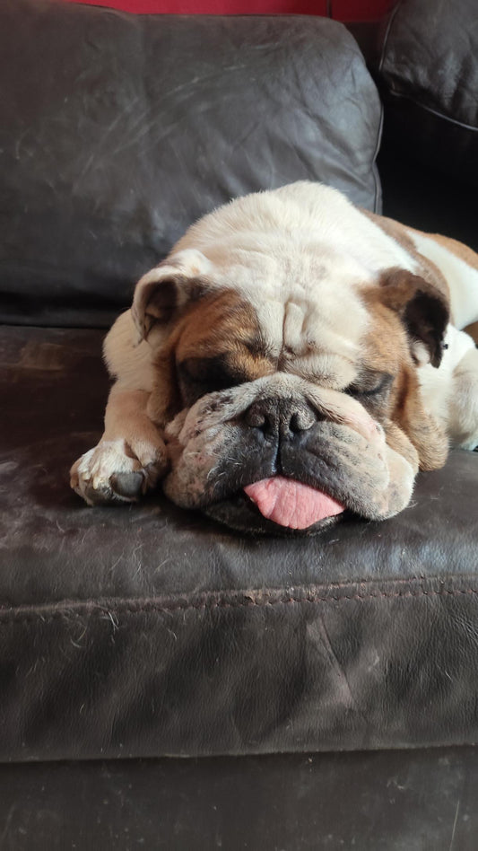 Taza cara bulldog mediana