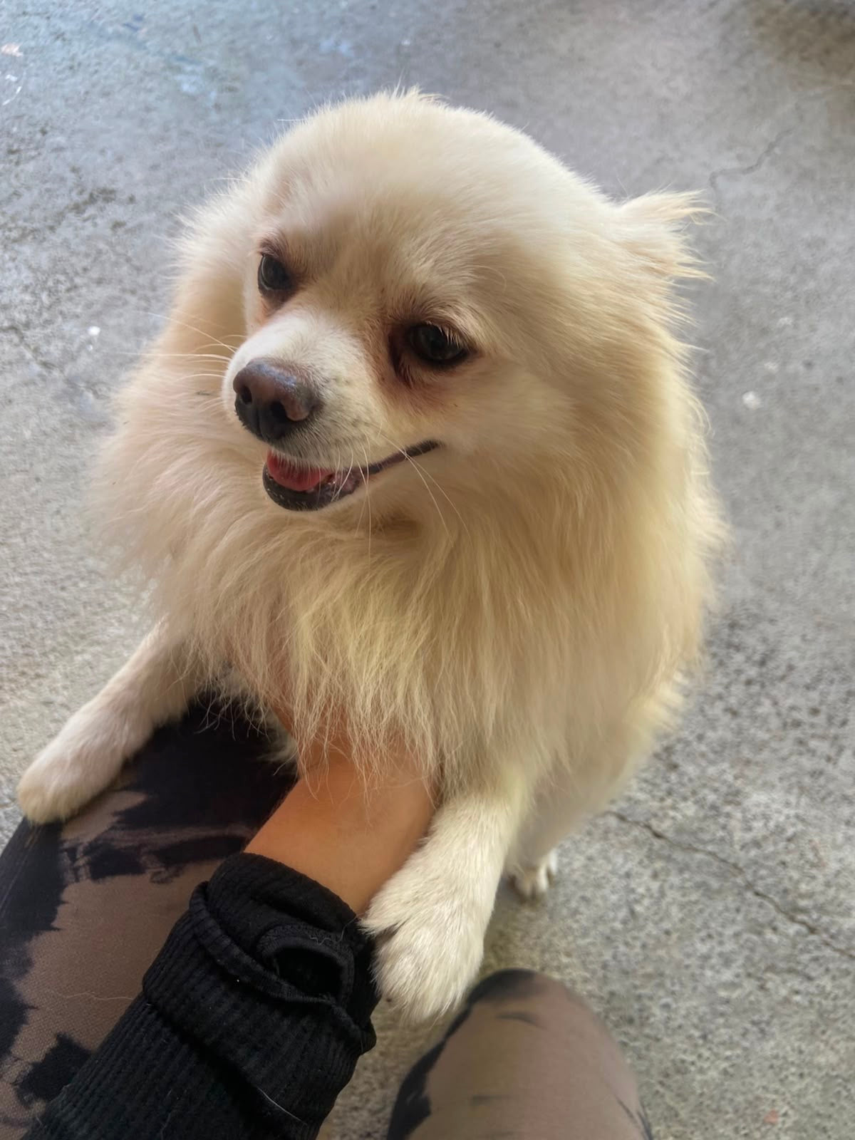 Pedido especial taza 6 perritos