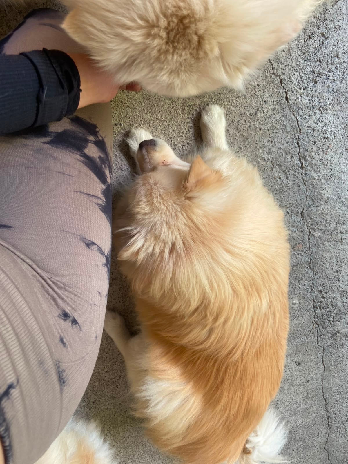 Pedido especial taza 6 perritos