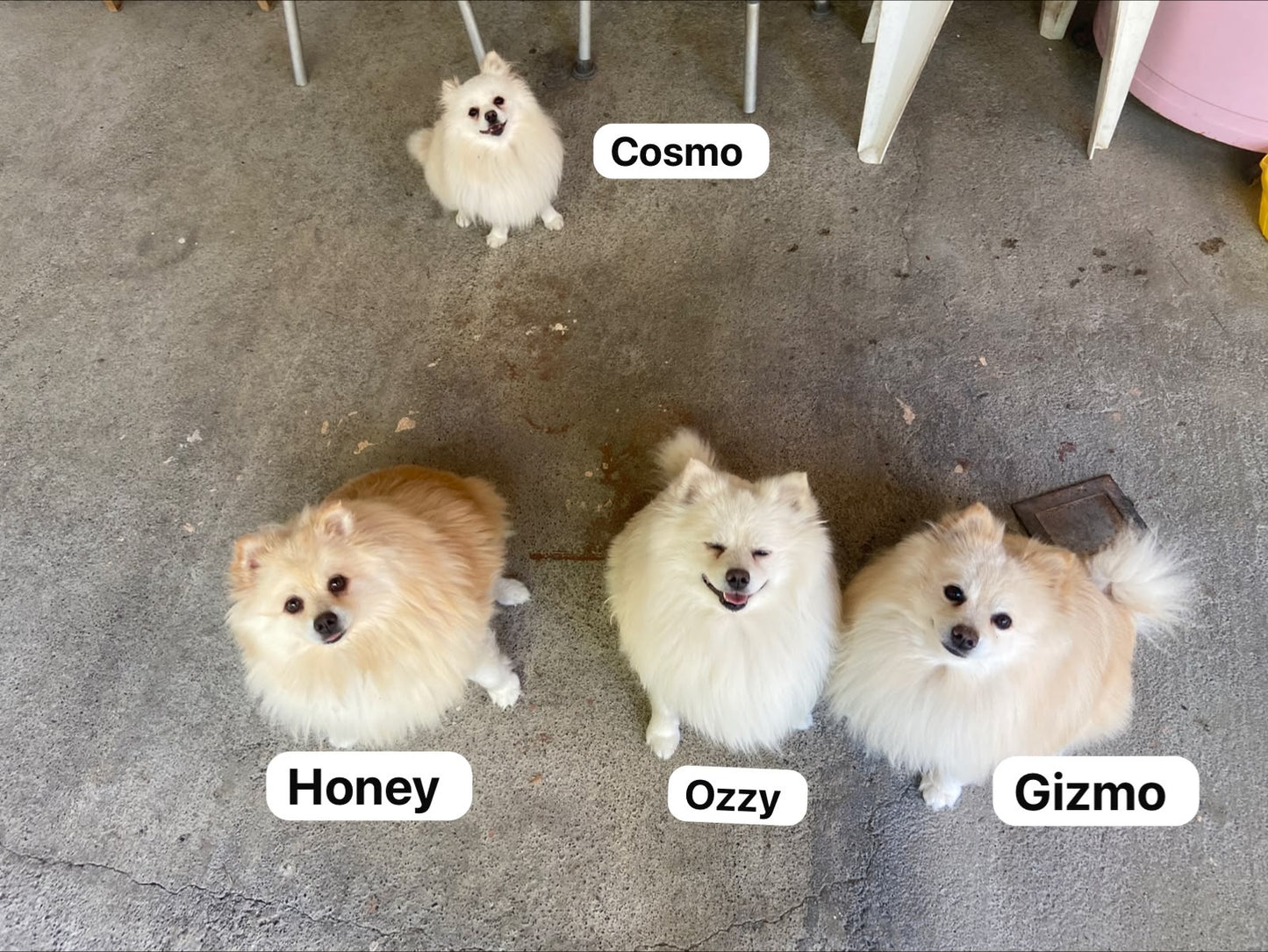Pedido especial taza 6 perritos